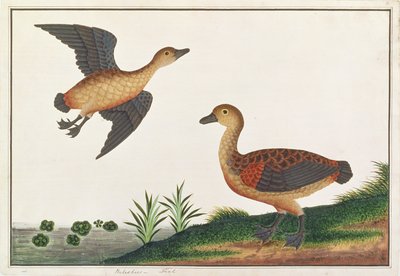 Kleine Boomeend, uit Tekeningen van Vogels uit Malakka, c.1805-18 door Chinese School